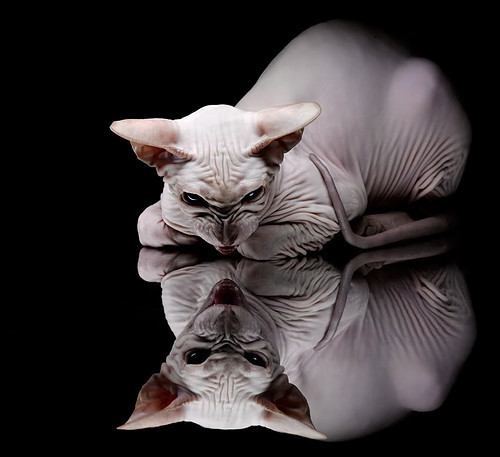 绿茵场上的终结者，哈兰德压制级发挥，如新西兰强行终结马赛般无可阻挡